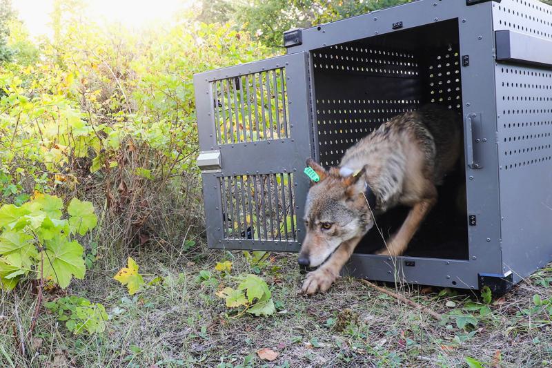 In this Sept. 26, 2018 photo, provided by the National Park Service, a 4-year-old female gray wolf emerges from her cage as it is released at Isle Royale National Park in Michigan. A group of scientists urged the Biden administration Thursday, May 13, 2021, to restore legal protections for gray wolves, saying their removal earlier in the year was premature and states were allowing too many of the animals to be killed. CREDIT: National Park Service via AP