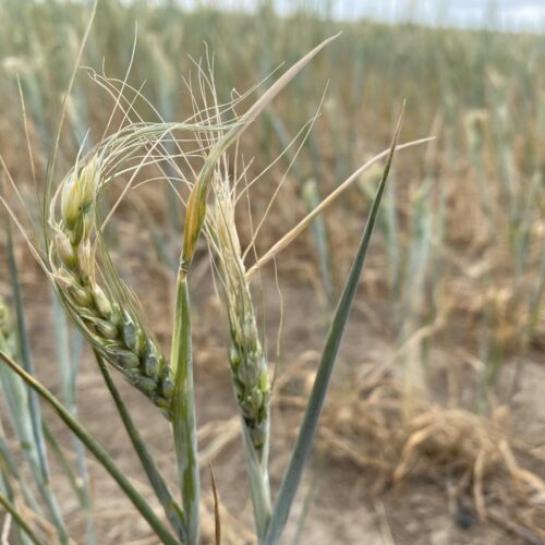 Wheat at the farm of Nicole Berg in Washington's Horse Heaven Hills shows signs of a drought so far in 2021, with a damaged curled head.