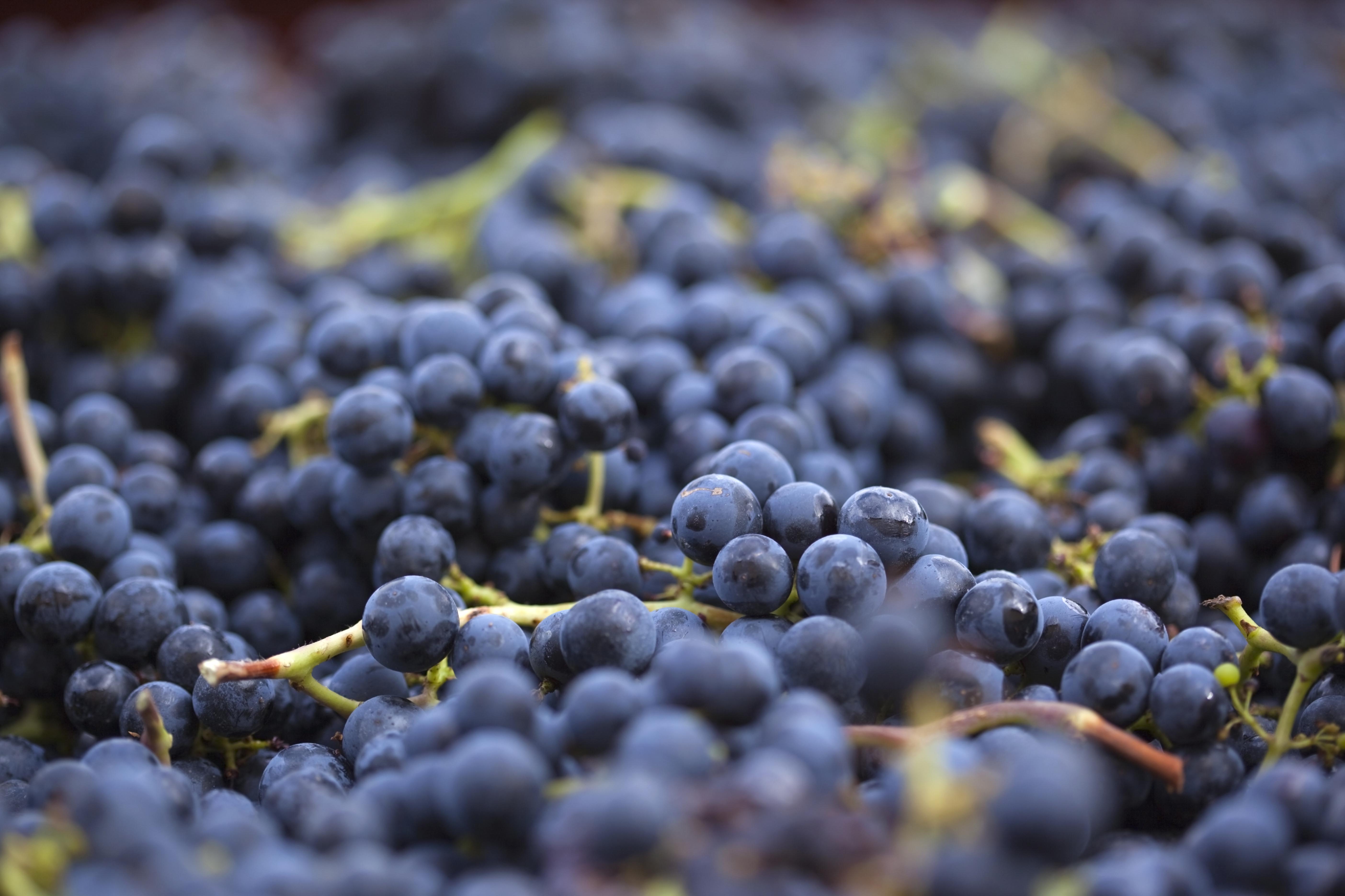 Wine Grapes