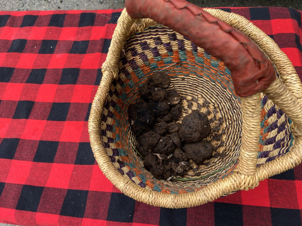 Alana McGee and Lolo collected several truffles in less than an hour in May 2021 in their hunting area north of Seattle. CREDIT: Courtney Flatt/NWPB