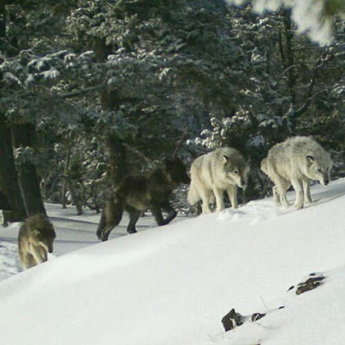 In this Feb. 1, 2017 image provided the Oregon Department of Fish and Wildlife, a wolf pack is captured by a remote camera in Hells Canyon National Recreation Area in northeast Oregon near the Idaho border. Wildlife advocates pressed the Biden administration on Wednesday, May 26, 2021, to revive federal protections for gray wolves across the Northern Rockies after Republican lawmakers in Idaho and Montana made it much easier to kill the predators. CREDIT: Oregon Department of Fish and Wildlife via AP