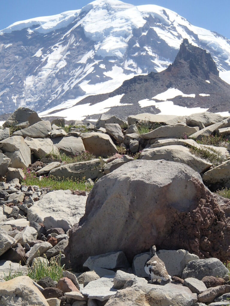 Mount Rainier white-tailed ptarmigan is appropriately named, seen here high up in the alpine environment near the mountain. CREDIT: Teal Waterstrat/USFWS