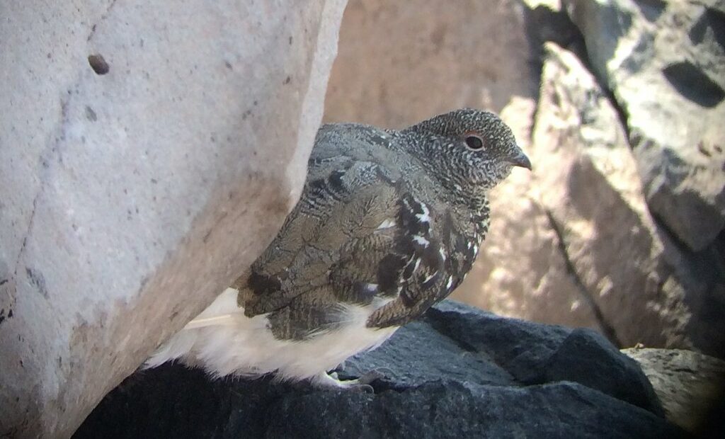 The U.S. Fish and Wildlife Service is proposing listing Mount Rainier white-tailed ptarmigan as threatened because climate change will greatly disrupt its alpine habitat. CREDIT: Jamie Hanson/USFWS