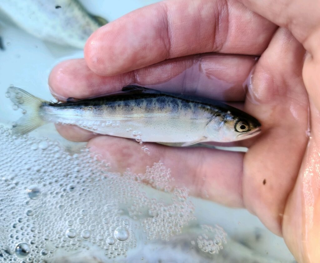 Biologists with the Colville Tribes' Fish and Wildlife Department have tracked young salmon spawning in the Columbia River waters behind Grand Coulee Dam, in Lake Roosevelt and the tributary Sanpoil River. Courtesy of Colville Tribes