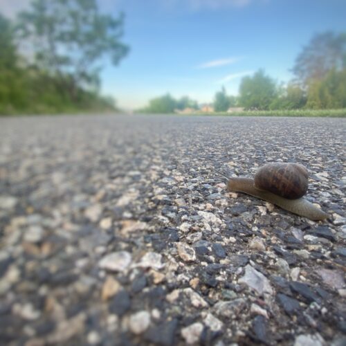Correspondent Anna King has been fighting COVID-19 and it’s after effects for a year now. It’s been a slow journey, like that of this snail she found crossing a walking path near the Columbia River in Richland.