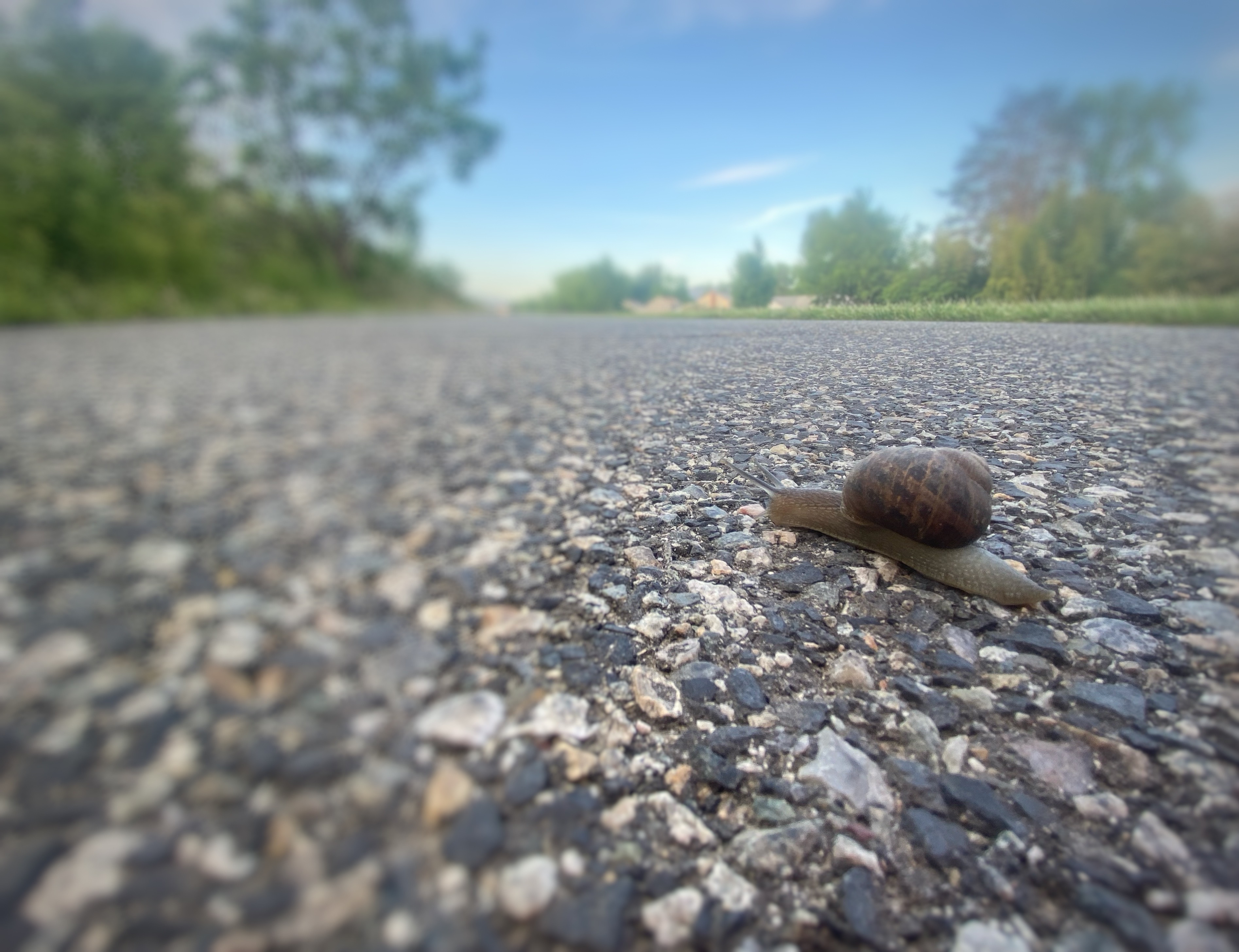 Correspondent Anna King has been fighting COVID-19 and it’s after effects for a year now. It’s been a slow journey, like that of this snail she found crossing a walking path near the Columbia River in Richland.