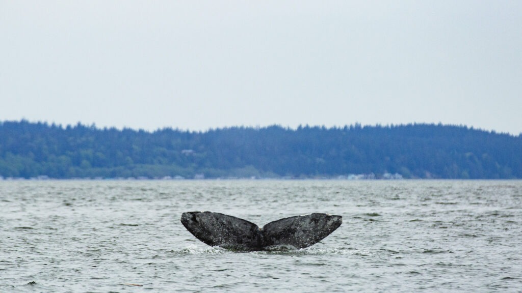 The gray whale known as Dubknuck has been coming to Puget Sound since 1991. Scientists believe a small pod of these whales has survived several die off events by developing a new feeding strategy. Parker Miles Blohm/KNKX