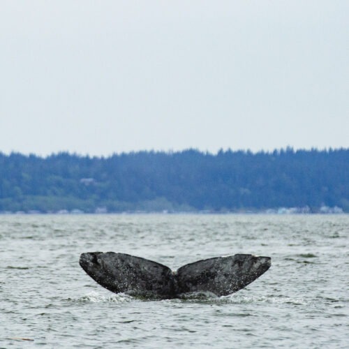 The gray whale known as Dubknuck has been coming to Puget Sound since 1991. Scientists believe a small pod of these whales has survived several die off events by developing a new feeding strategy. Parker Miles Blohm/KNKX