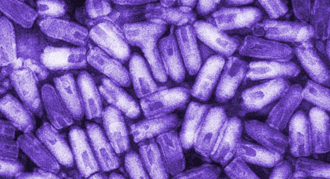The infectious and contagious rabies virus, shown here in a colorized micrograph, can be transmitted to humans through the bite or saliva of an infected animal. Thanks to protective vaccination of pets, rabies was eliminated from the U.S. dog population in 2007, though a bite from infected bats, skunks and raccoons can still transmit the virus. CREDIT: Biophoto Associates/Science Source