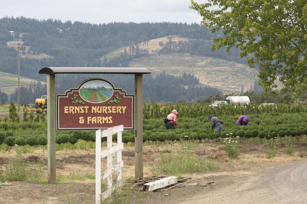 Field laborers work at Ernst Nursery & Farms, the location of a heat death during last weekend's record breaking temperatures on Thursday, July, 1, 2021, in St. Paul, Ore. Oregon OSHA is investigating Ernst Nursery and Farms, which did not respond to a request for comment. Reyna Lopez, executive director of a northwest farmworkers' union, known by its Spanish-language initials, PCUN, called the death “shameful” and faulted both Oregon OSHA for not adopting emergency rules ahead of the heat wave, and the nursery. CREDIT: Nathan Howard/AP