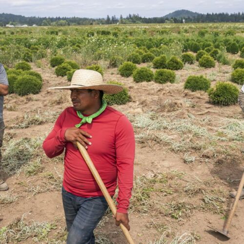 Pedro Lucas, center, nephew of farm worker Sebastian Francisco Perez who died last weekend while working in an extreme heat wave, talks about his uncle's death on near St. Paul, Ore., during a record-breaking heat wave. CREDIT: Nathan Howard