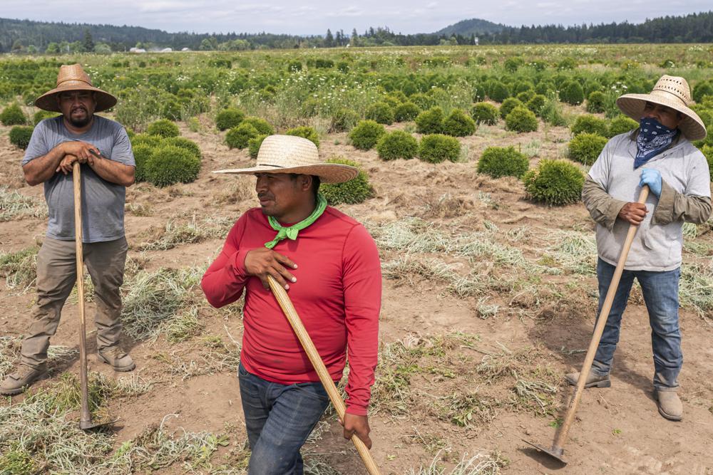 Pedro Lucas, center, nephew of farm worker Sebastian Francisco Perez who died last weekend while working in an extreme heat wave, talks about his uncle's death on near St. Paul, Ore., during a record-breaking heat wave. CREDIT: Nathan Howard