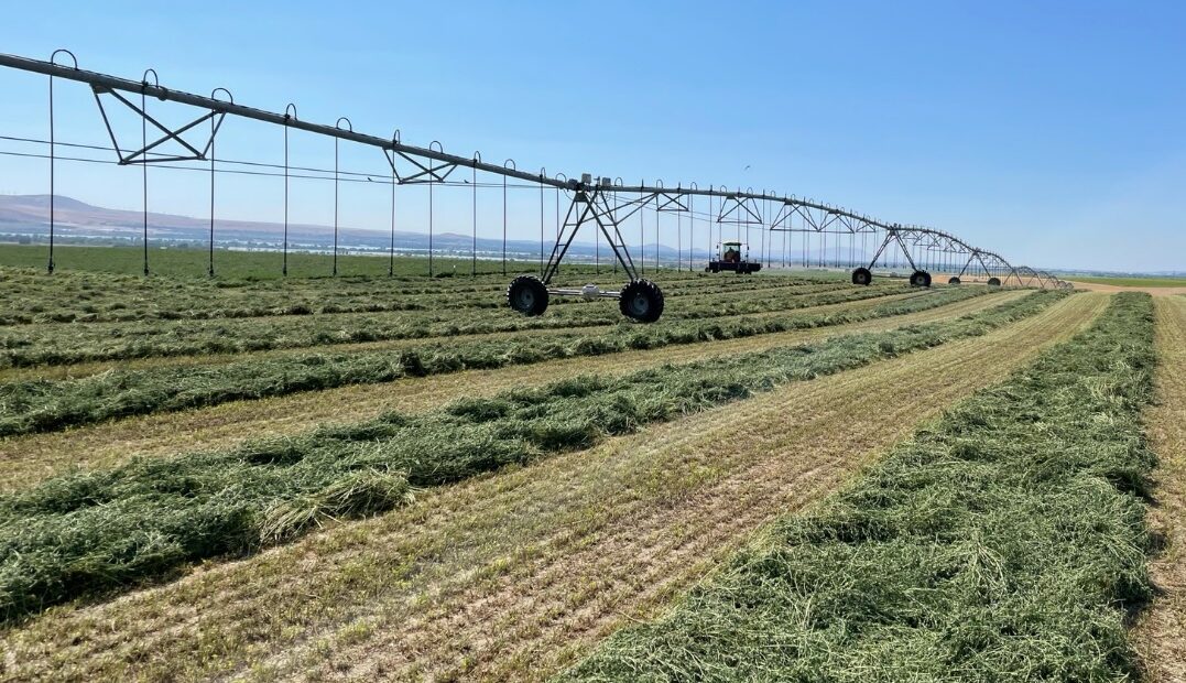 Hay! Is Your Hay Prepped to Survive Winter?