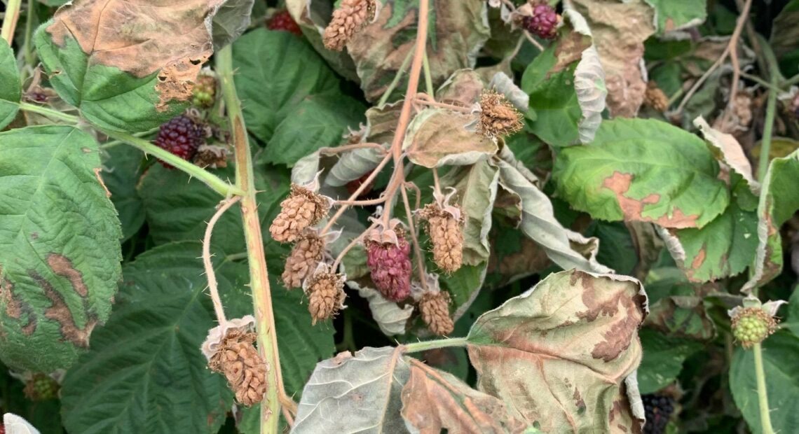 Blackberries and raspberries in Oregon sustained mass damage from the heat dome event of earlier this week. Growers say they won’t be sure of all the damage until next year’s crop comes on. Courtesy of Oregon Blackberry Raspberry Commission