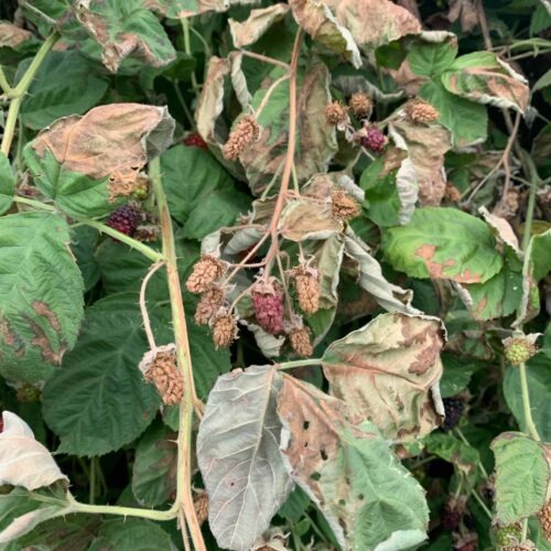 Blackberries and raspberries in Oregon sustained mass damage from the heat dome event of earlier this week. Growers say they won’t be sure of all the damage until next year’s crop comes on. Courtesy of Oregon Blackberry Raspberry Commission