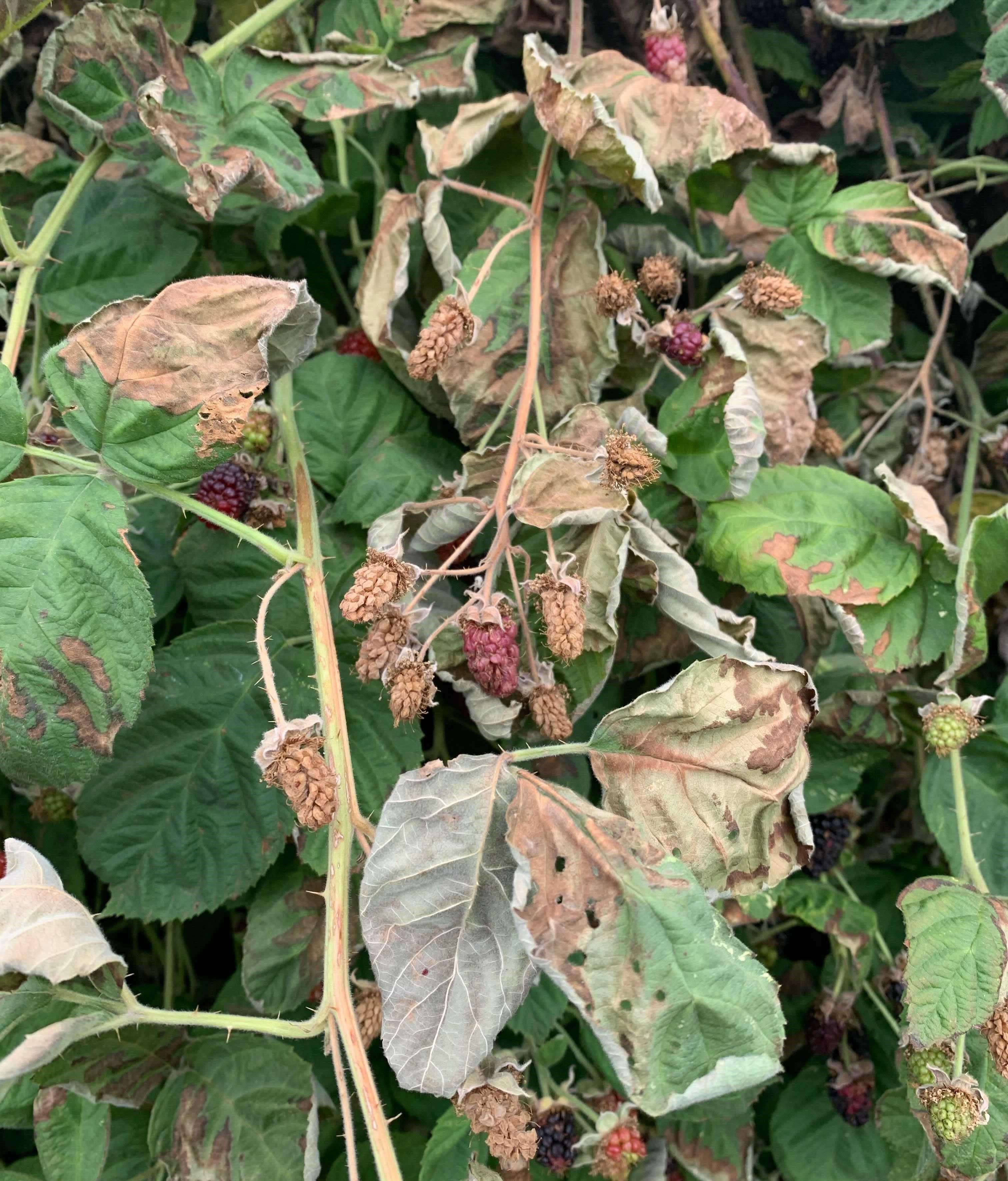 Blackberries and raspberries in Oregon sustained mass damage from the heat dome event of earlier this week. Growers say they won’t be sure of all the damage until next year’s crop comes on. Courtesy of Oregon Blackberry Raspberry Commission