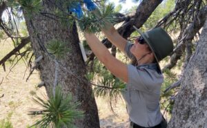 Crater Lake botanist Jen Hooke staples pouches of the pheromone verbenone to fend off mountain bark beetles.