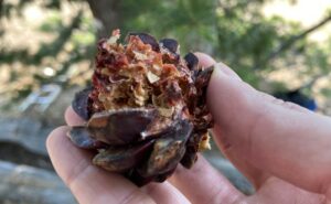 A whitebark pine cone that’s been eaten by a Clark’s nutcracker.