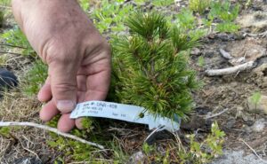 Washington Department of Natural Resources forest pathologist Dan Omdal reaches down to take a look at tiny whitebark pine seedlings he’s studying. 