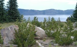 One of the only ADA-accessible tree restoration projects in the country is planned at the heavily trafficked Rim Village tourist area. Whitebark pines were planted in 2009. 