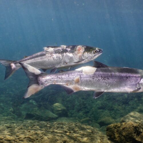 Fish Managers Say Salmon Runs ‘Could Have Been Worse,’ After Underwater Video Shows Heat-Stressed Salmon