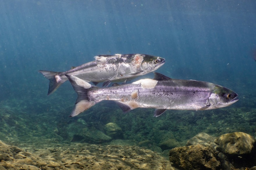 Fish Managers Say Salmon Runs ‘Could Have Been Worse,’ After Underwater Video Shows Heat-Stressed Salmon