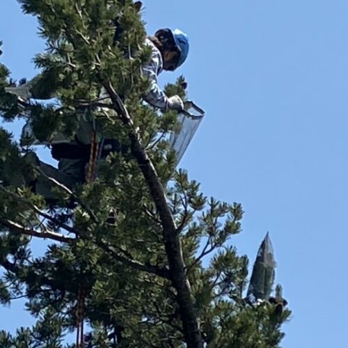 Tree climber Matt Zhun reaches through the branches of a whitebark pine to find cones.
