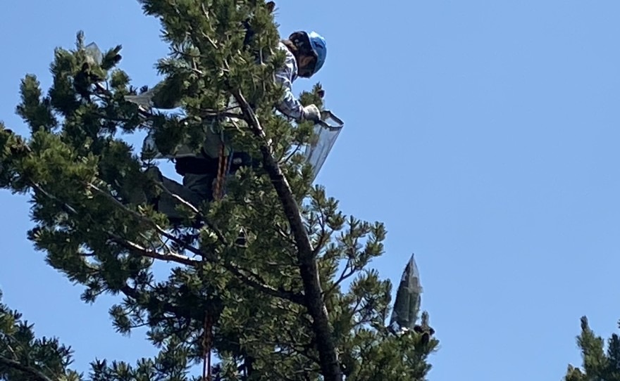Tree climber Matt Zhun reaches through the branches of a whitebark pine to find cones.