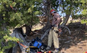 Tree climber Phil Chi does one last safety check before he climbs to the top of a whitebark pine tree