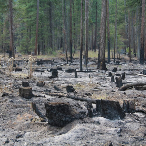 Forest managers said thinning this stand in North Central Washington and a controlled back burn set by firefighters helped trees survive this summer's Cedar Creek fire.