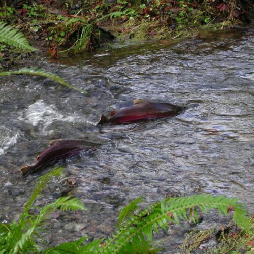 Photo of two salmon swimming up a creek or river.