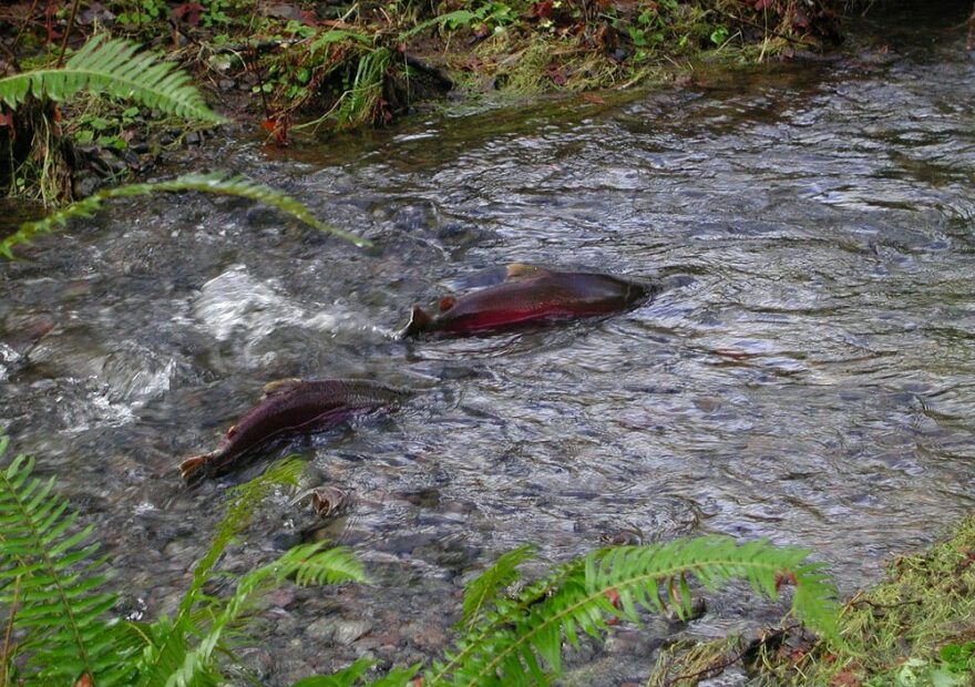 Photo of two salmon swimming up a creek or river.