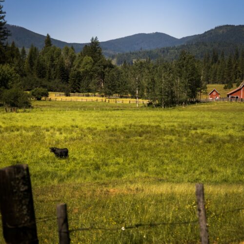 A lone bull pauses from munching deep grass on a massive 1,100-plus acre ranch outside of Rathdrum, Idaho. This verdant jewel is part of the vast Easterday family empire. The family is under intense pressure now. Cody Easterday is facing federal fraud charges from a massive cattle swindle, and two of the family’s major businesses are embroiled in federal bankruptcy.