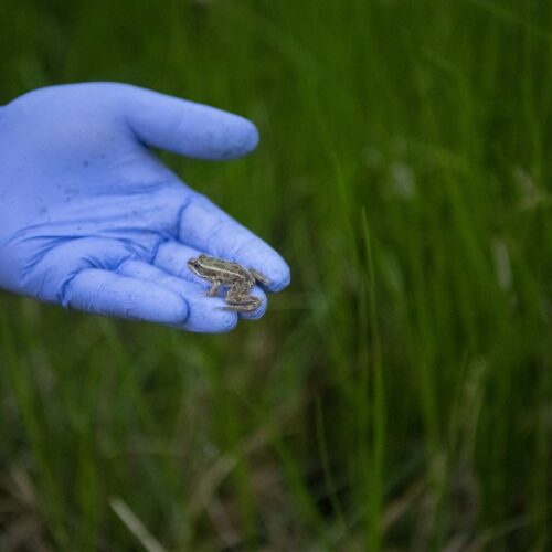 Northern leopard frogs are ready to be released at the Columbia National Wildlife Refuge