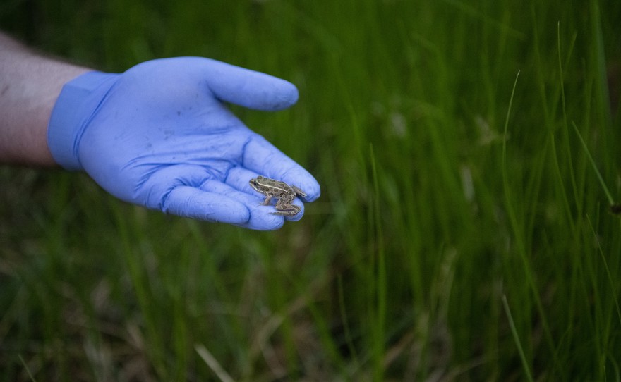 Northern leopard frogs are ready to be released at the Columbia National Wildlife Refuge