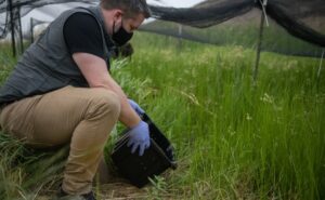 Northwest Trek Curator Marc Heinzman releases the northern leopard frogs into a temporary net pen. 