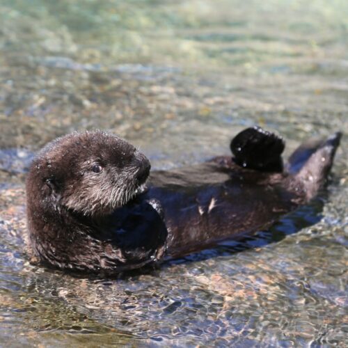 Earle is the newest sea otter in Oregon, living at the aquarium in Newport. Sea otters have not naturally repopulated to the Oregon Coast from California or Washington, so a reintroduction effort is now being studied.