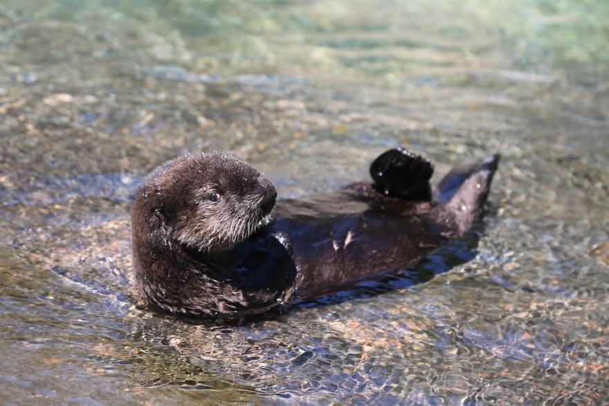 Earle is the newest sea otter in Oregon, living at the aquarium in Newport. Sea otters have not naturally repopulated to the Oregon Coast from California or Washington, so a reintroduction effort is now being studied.