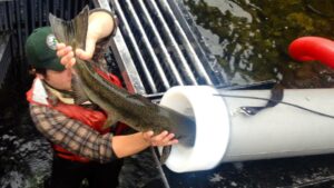 Washington Department of Fish and Wildlife crews load a 30-pound fall chinook salmon into a demonstration of the salmon cannon.