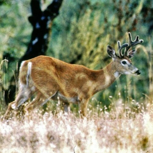 Northwest biologists are hearing more reports of white-tailed deer dying from EHD.