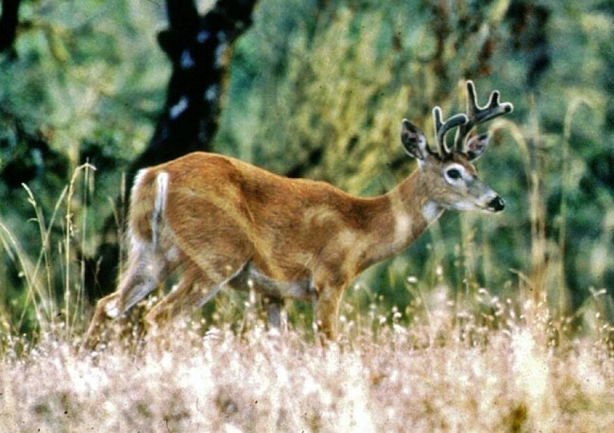 Northwest biologists are hearing more reports of white-tailed deer dying from EHD.