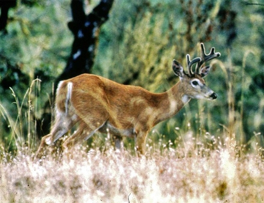 Northwest biologists are hearing more reports of white-tailed deer dying from EHD.