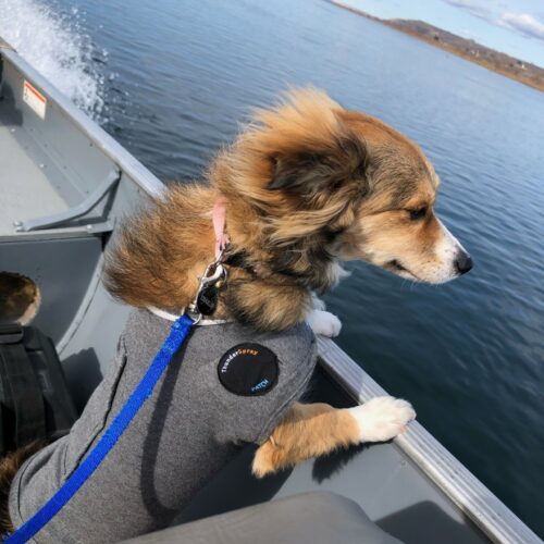 Cute dog on a boat with a life vest