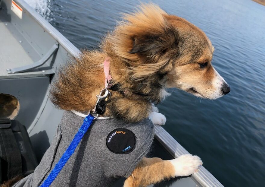 Cute dog on a boat with a life vest