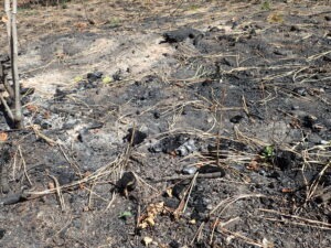 Burned forest floor with biochar made naturally by wildfire. 