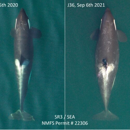 Comparison photos captured by the research nonprofit SR3 showed endangered Pacific Northwest orca J36 is pregnant.