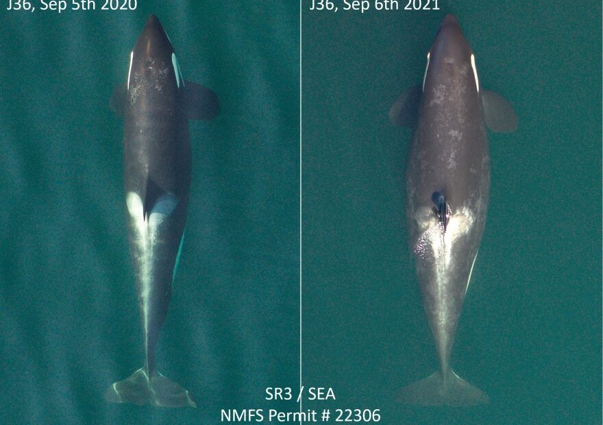 Comparison photos captured by the research nonprofit SR3 showed endangered Pacific Northwest orca J36 is pregnant.