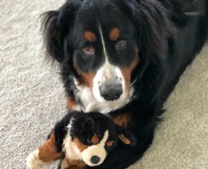 Ranger, a three-year-old Bernese mountain dog, came close to death recently after suffering from Gastric Dilatation Volvulus, also known as a twisted stomach. His family struggled to find an emergency clinic that could take him on a Sunday night. Access to veterinary care, including emergency services, has become more difficult during the COVID-19 pandemic.