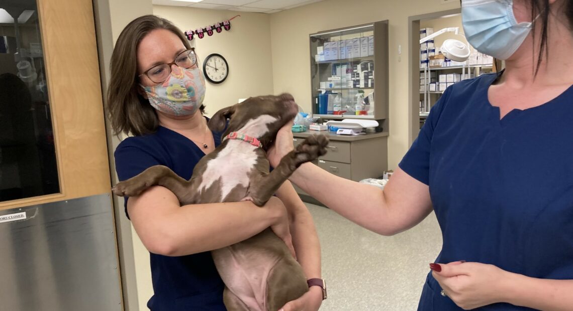Desperate Times For Pet Owners And Vets As Clinics, Hospitals Are  Overwhelmed - Northwest Public Broadcasting