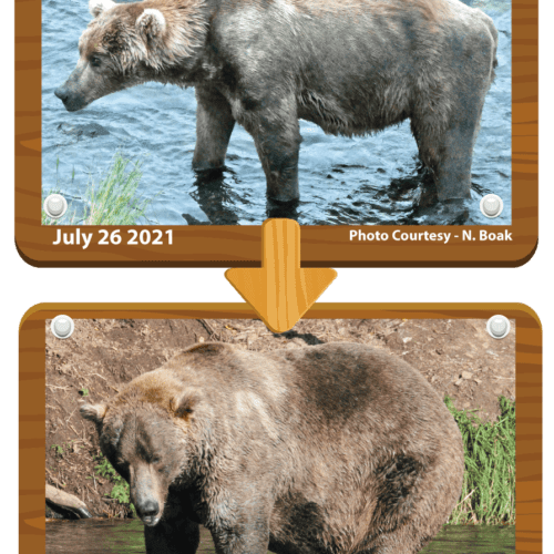 480 Otis, who is believed to be around 25 years old, emerged from hibernation looking very thin and facing health problems. But he deftly navigated both inter-bear relationships and a salmon-rich river to put on much-needed weight.